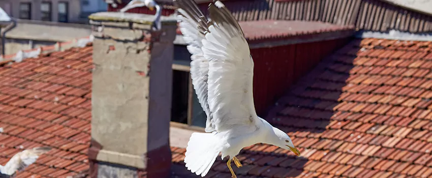 Residential Chimney Animal Removal Solution in Bel Air North, MD