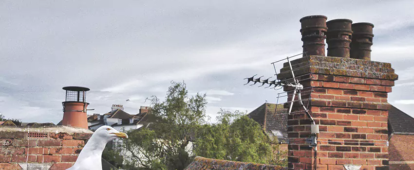Chimney Cleaning And Restoration in Bel Air North, Maryland